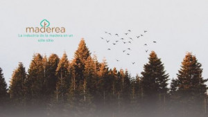 Maderea licitaciones 54832
