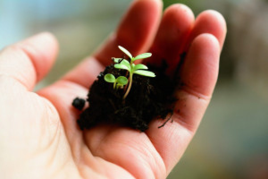Plant 4036130 1280 49772
